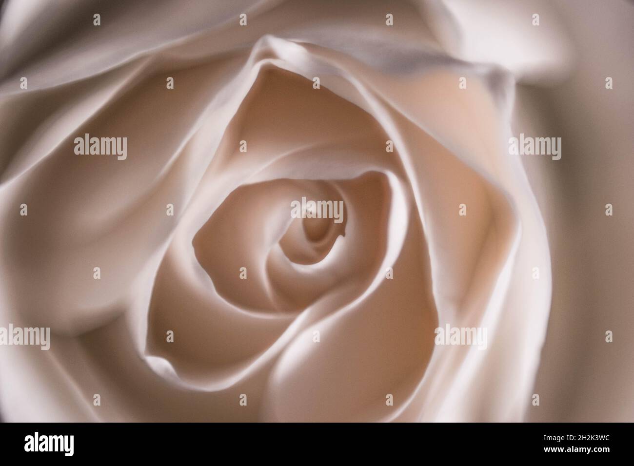 macro fragile fiore bianco rosa Foto Stock