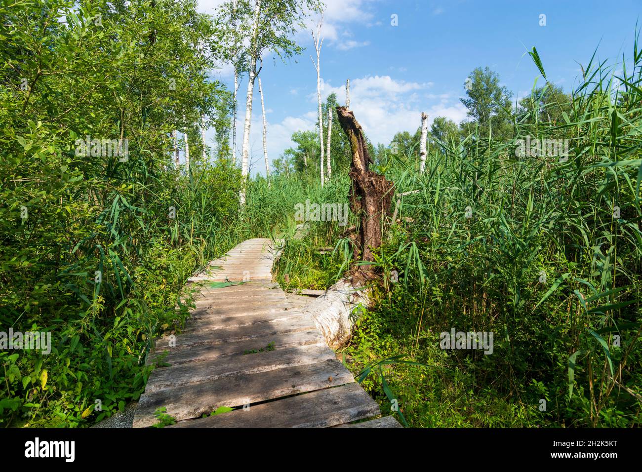 Benediktbeuern: Zone umide della brughiera di Loisach-Kochelsee, palude in alta Baviera, Baviera, Baviera, Baviera, Baviera, Germania Foto Stock