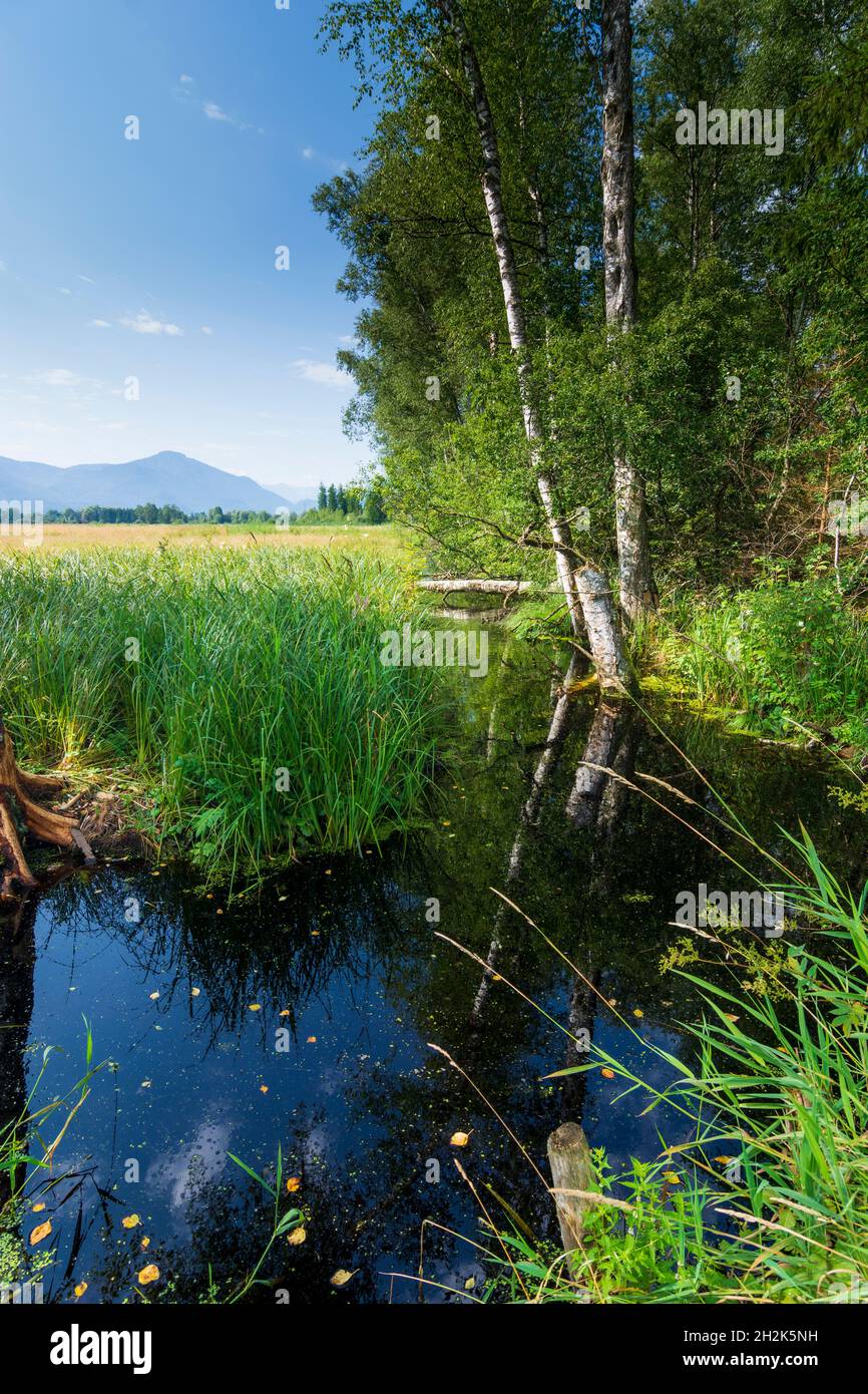 Benediktbeuern: Zone umide della brughiera di Loisach-Kochelsee, palude in alta Baviera, Baviera, Baviera, Baviera, Baviera, Germania Foto Stock