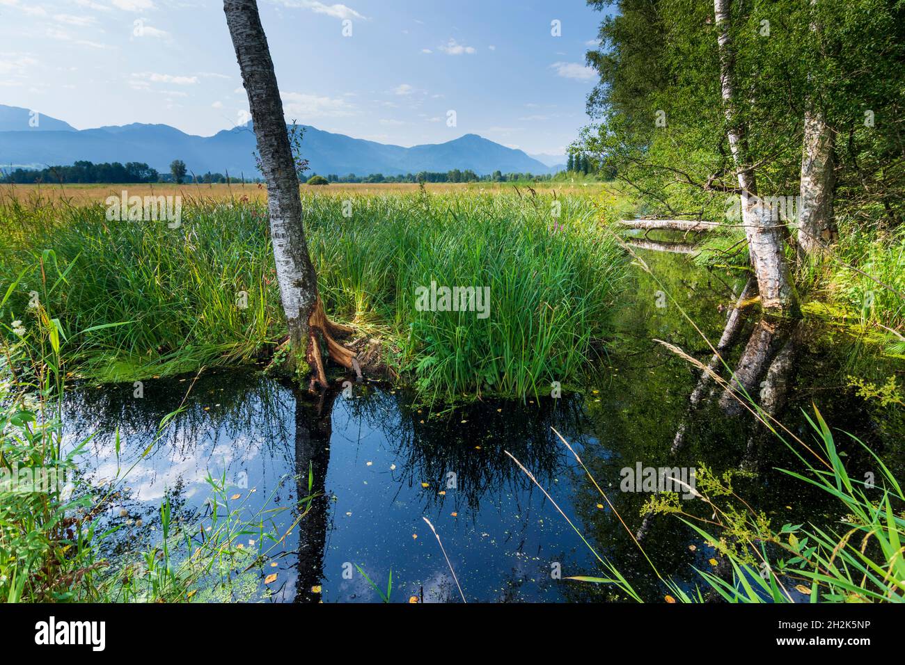 Benediktbeuern: Zone umide della brughiera di Loisach-Kochelsee, palude in alta Baviera, Baviera, Baviera, Baviera, Baviera, Germania Foto Stock