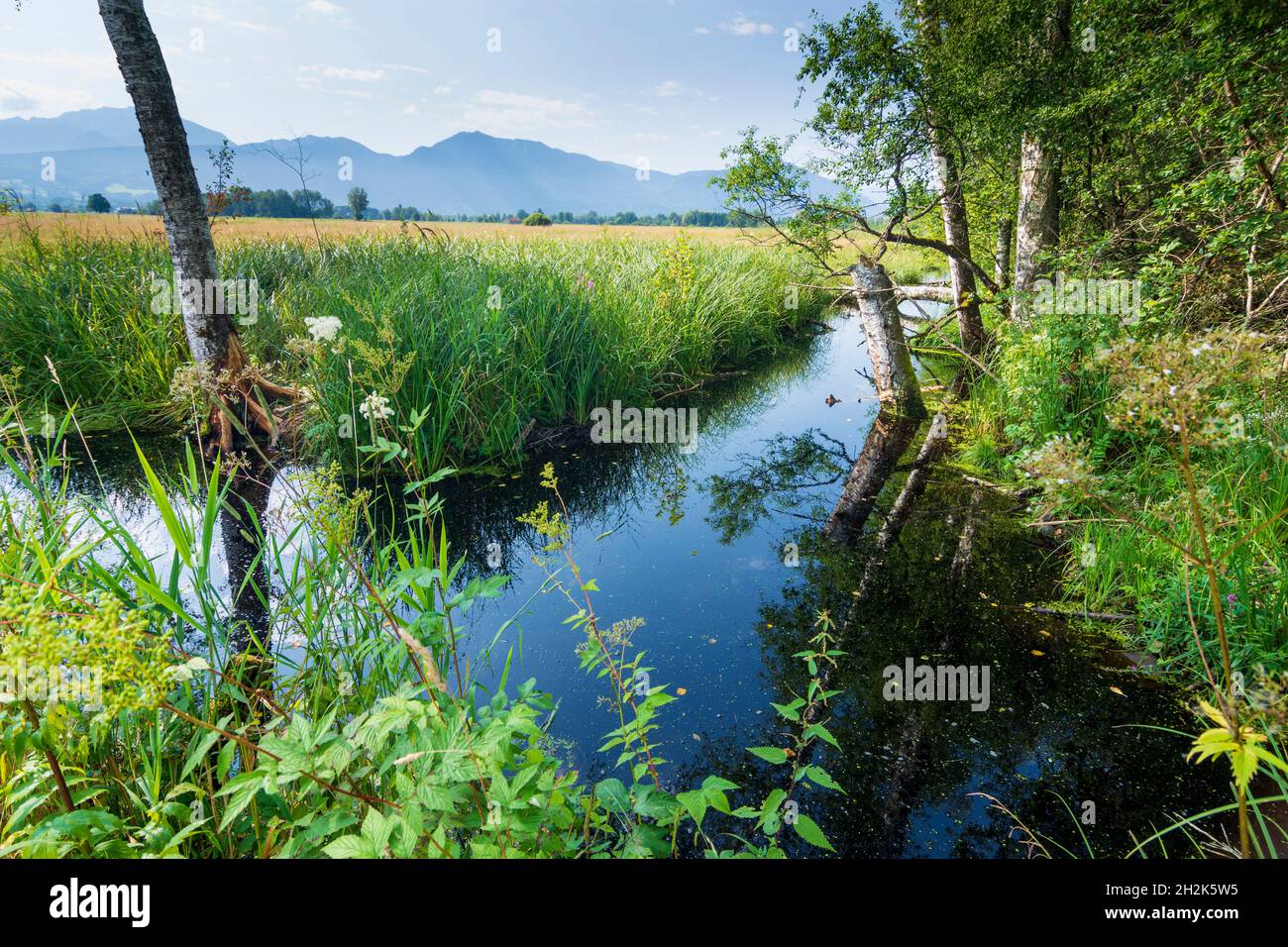 Benediktbeuern: Zone umide della brughiera di Loisach-Kochelsee, palude in alta Baviera, Baviera, Baviera, Baviera, Baviera, Germania Foto Stock