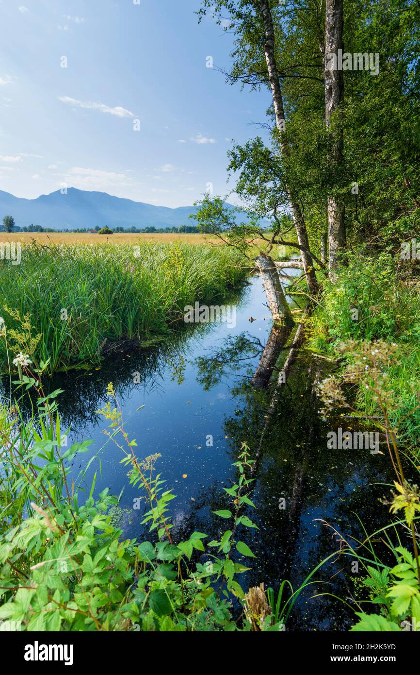 Benediktbeuern: Zone umide della brughiera di Loisach-Kochelsee, palude in alta Baviera, Baviera, Baviera, Baviera, Baviera, Germania Foto Stock