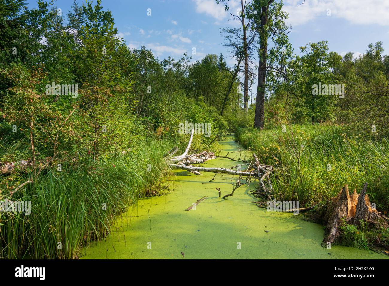 Benediktbeuern: Zone umide della brughiera di Loisach-Kochelsee, palude in alta Baviera, Baviera, Baviera, Baviera, Baviera, Germania Foto Stock