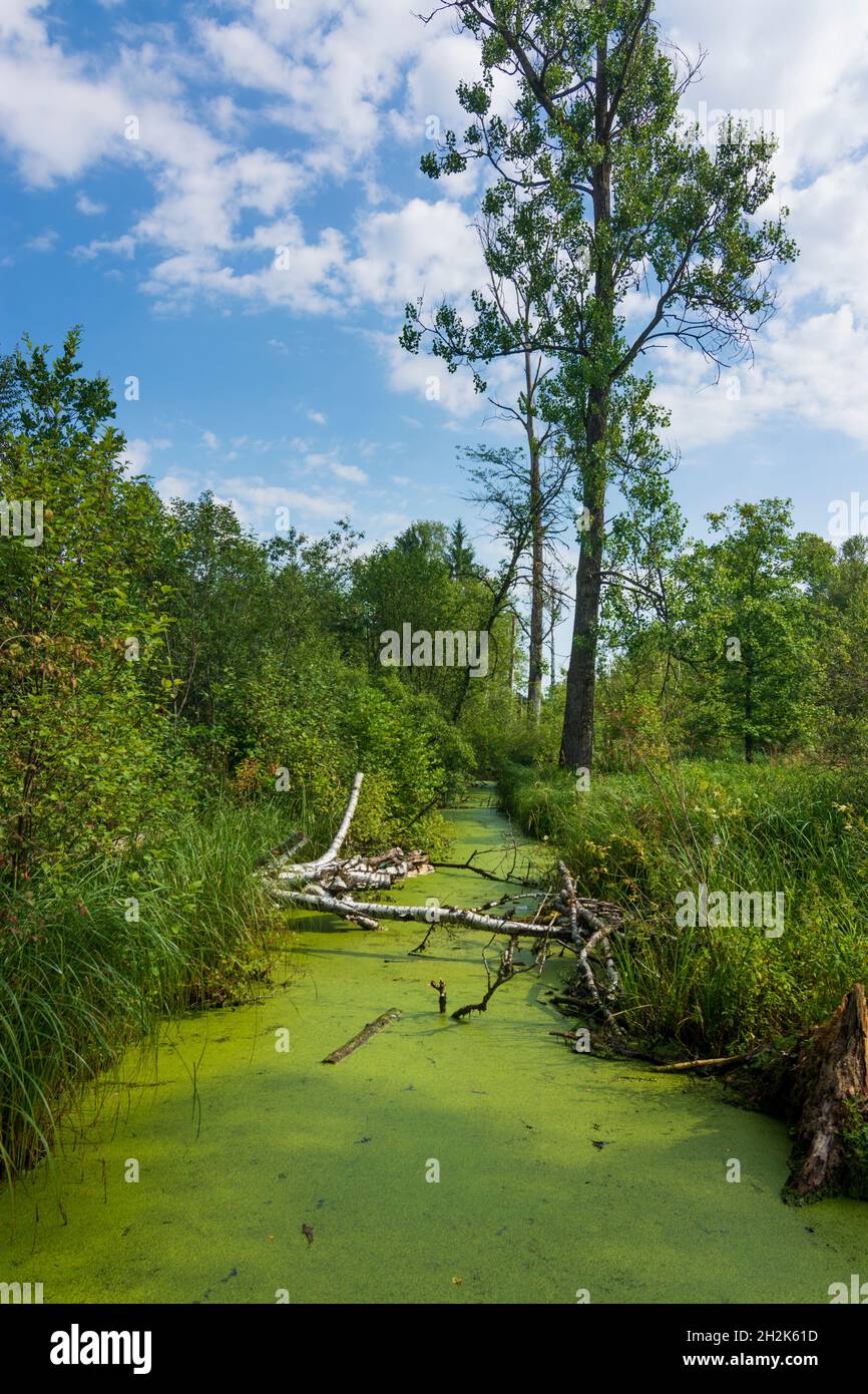 Benediktbeuern: Zone umide della brughiera di Loisach-Kochelsee, palude in alta Baviera, Baviera, Baviera, Baviera, Baviera, Germania Foto Stock