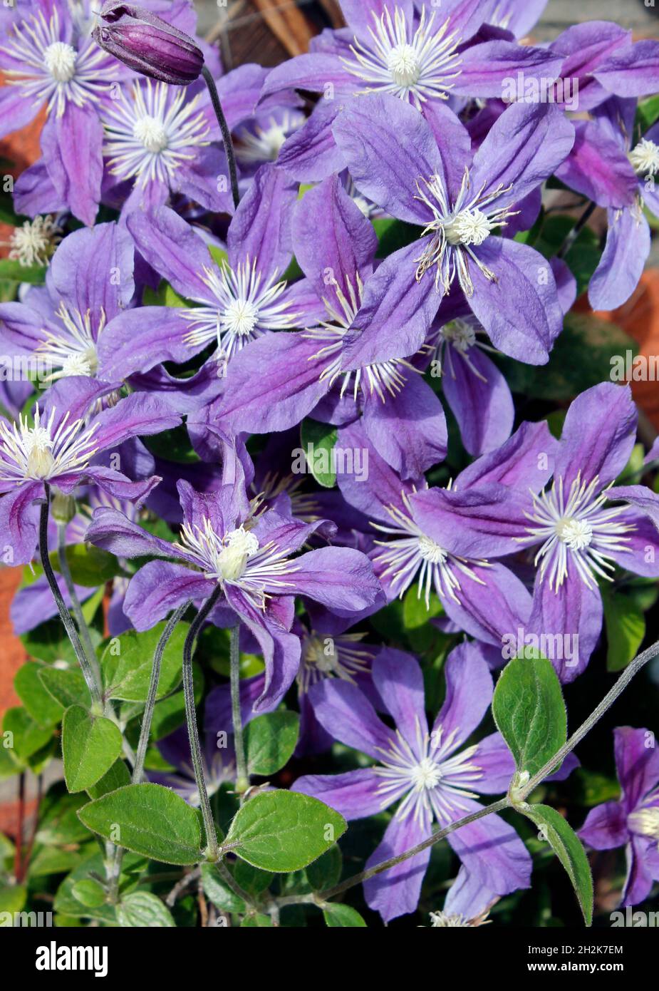 Arbusto erbaceo Clematis 'Arabella' in fiore pieno Foto Stock