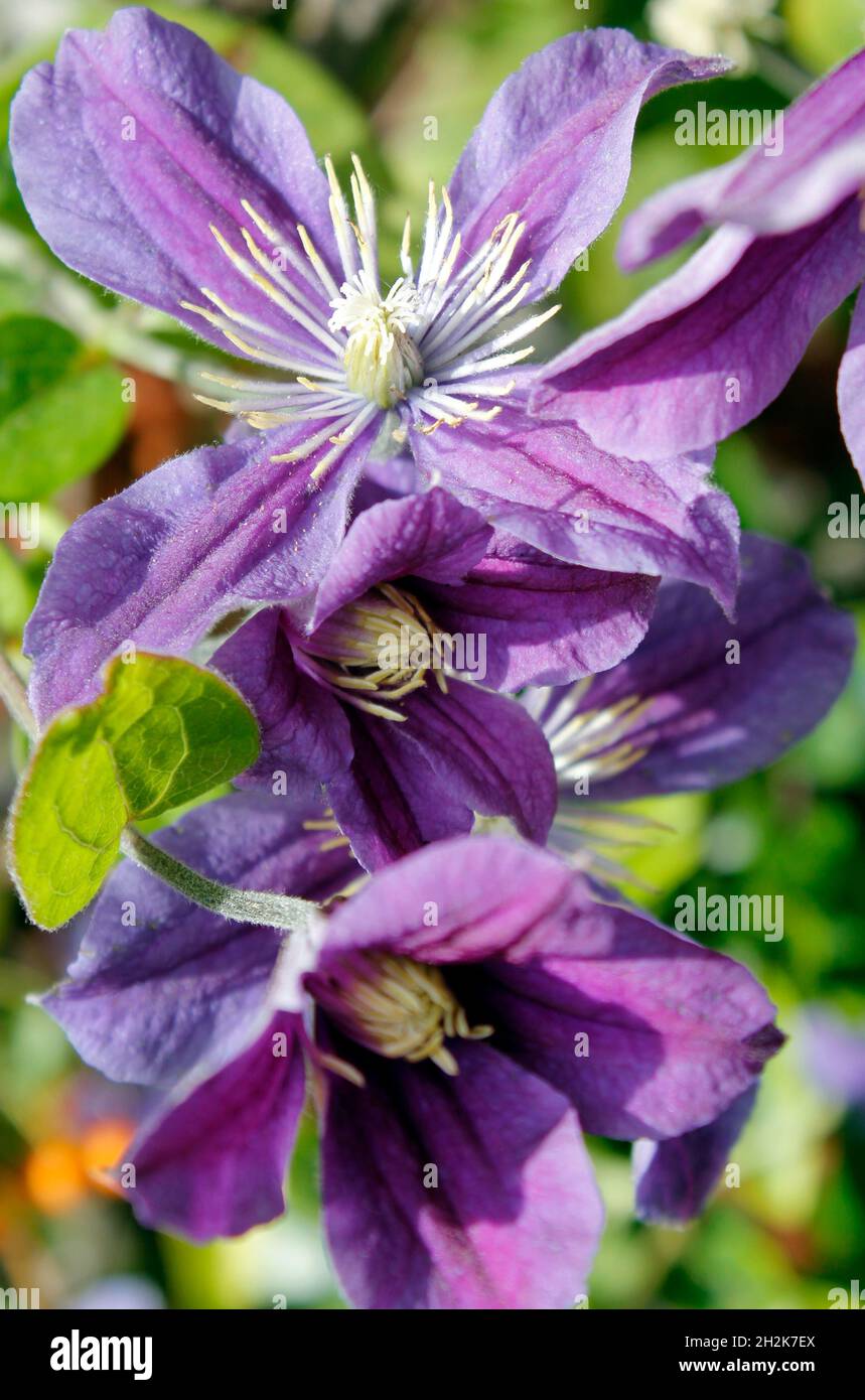 Arbusto erbaceo Clematis 'Arabella' in fiore pieno Foto Stock