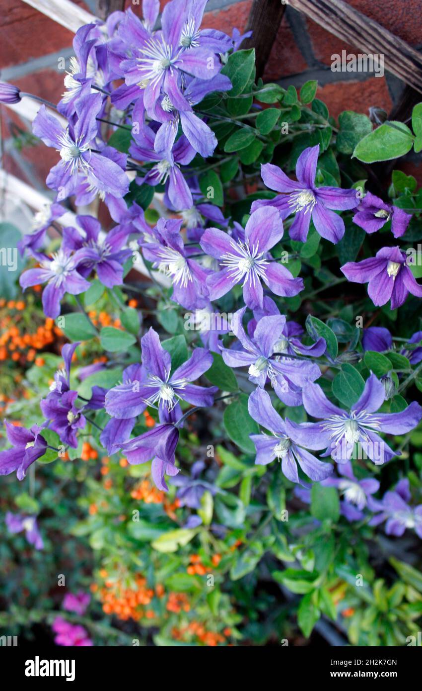 Arbusto erbaceo Clematis 'Arabella' in fiore pieno Foto Stock