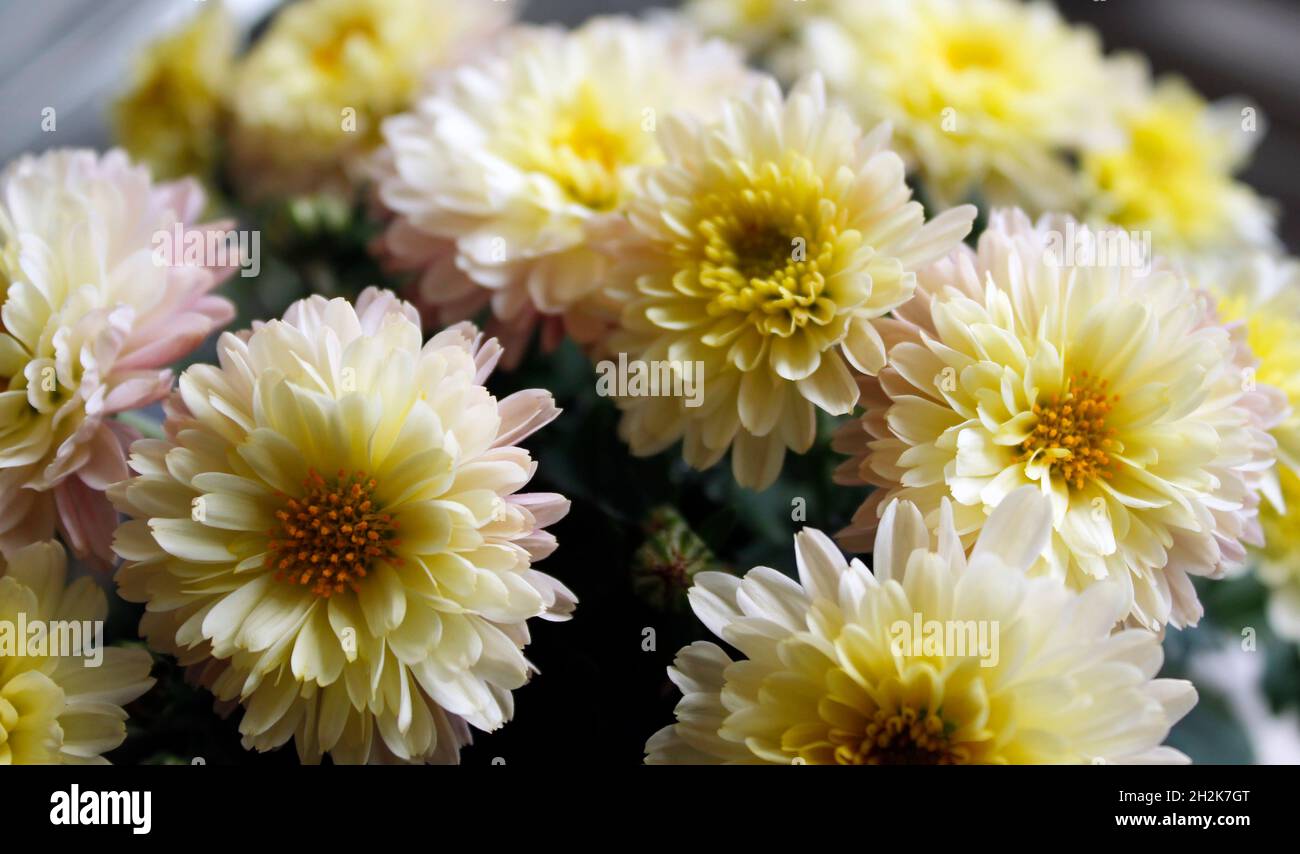 Grazioso mini fiori di crisantemo in una pentola Foto Stock