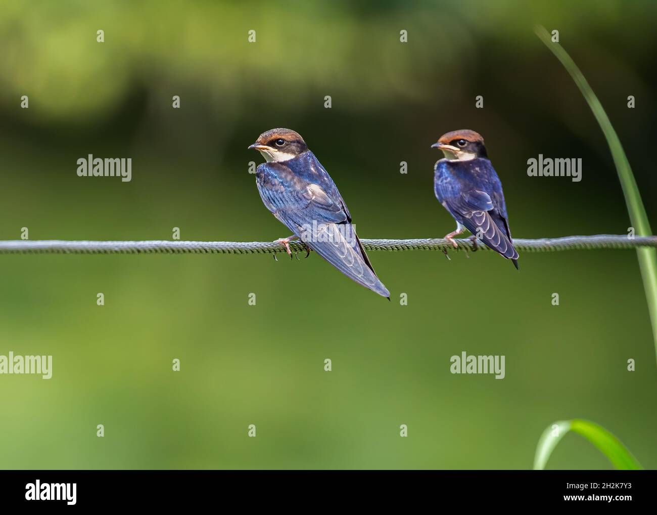 Filo Tail Swallow Juvenile guardando nella stessa direzione per i suoi genitori Foto Stock