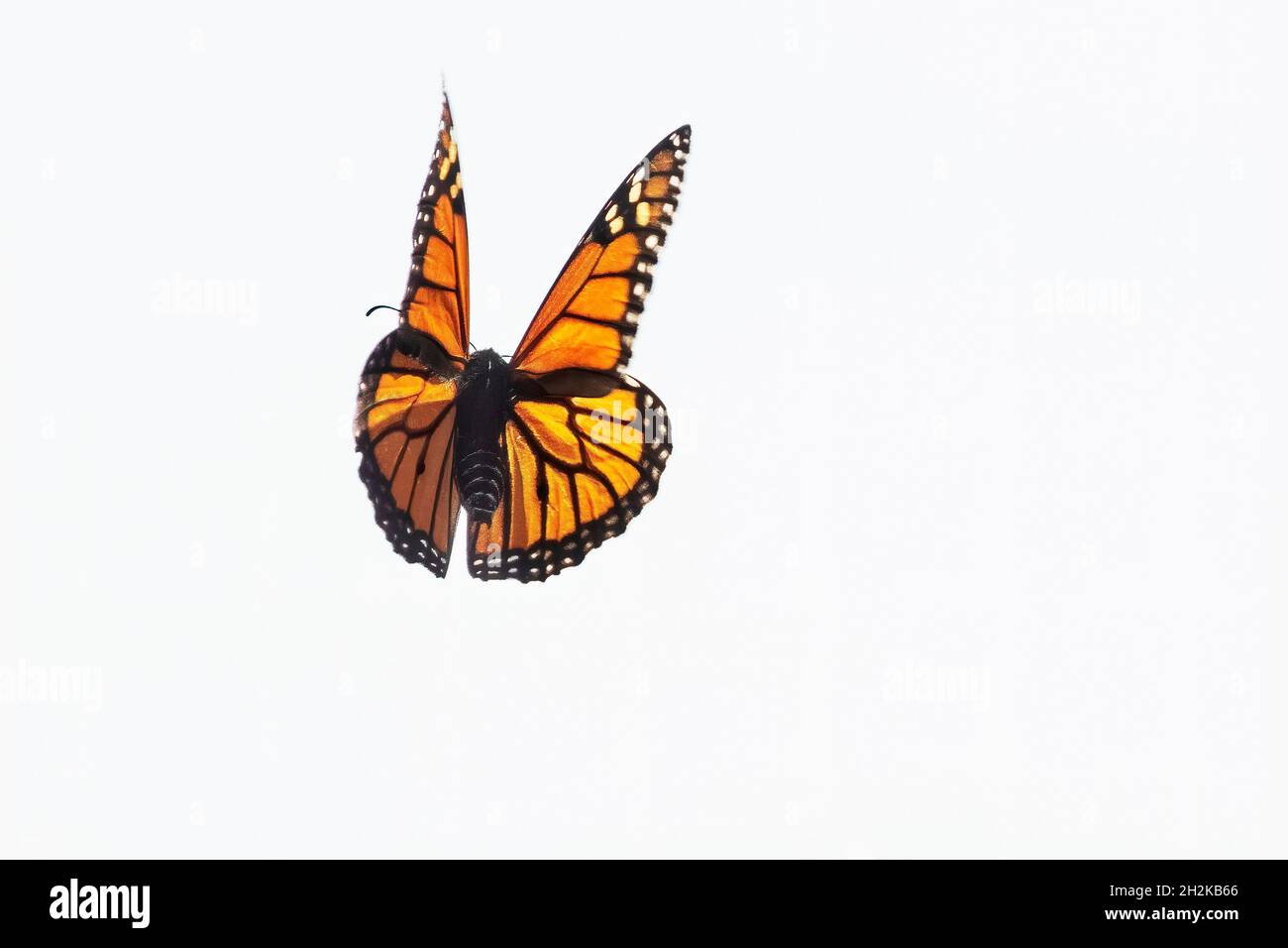 Volo delle farfalle Monarch durante la migrazione autunno ottobre Foto Stock