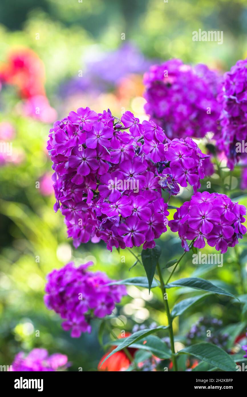 Giardino (Phlox Phlox paniculata), fiori d'estate Foto Stock