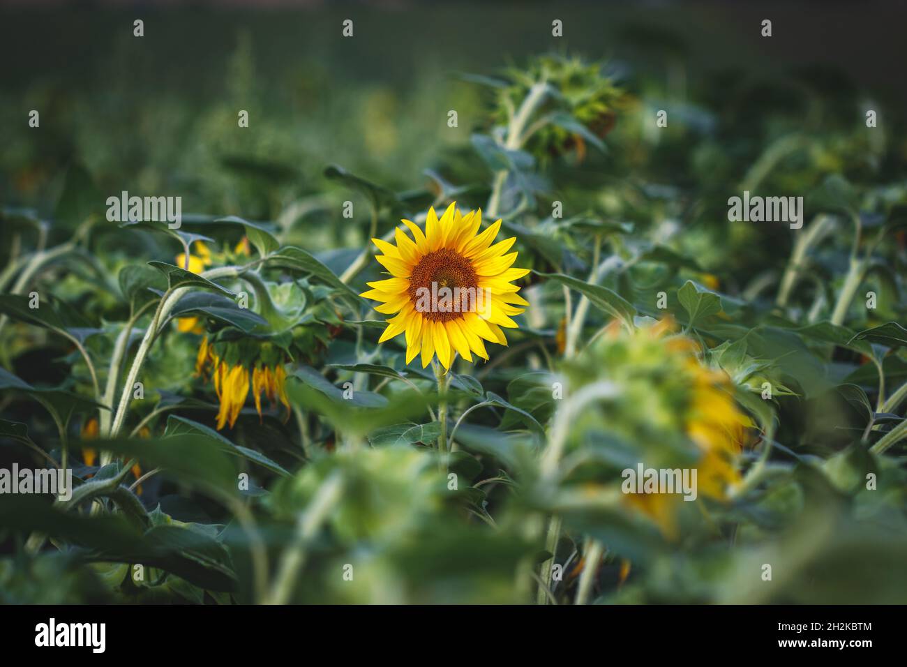 Campo di girasole. Pianta agricola. Fiore giallo e foglie verdi Foto Stock