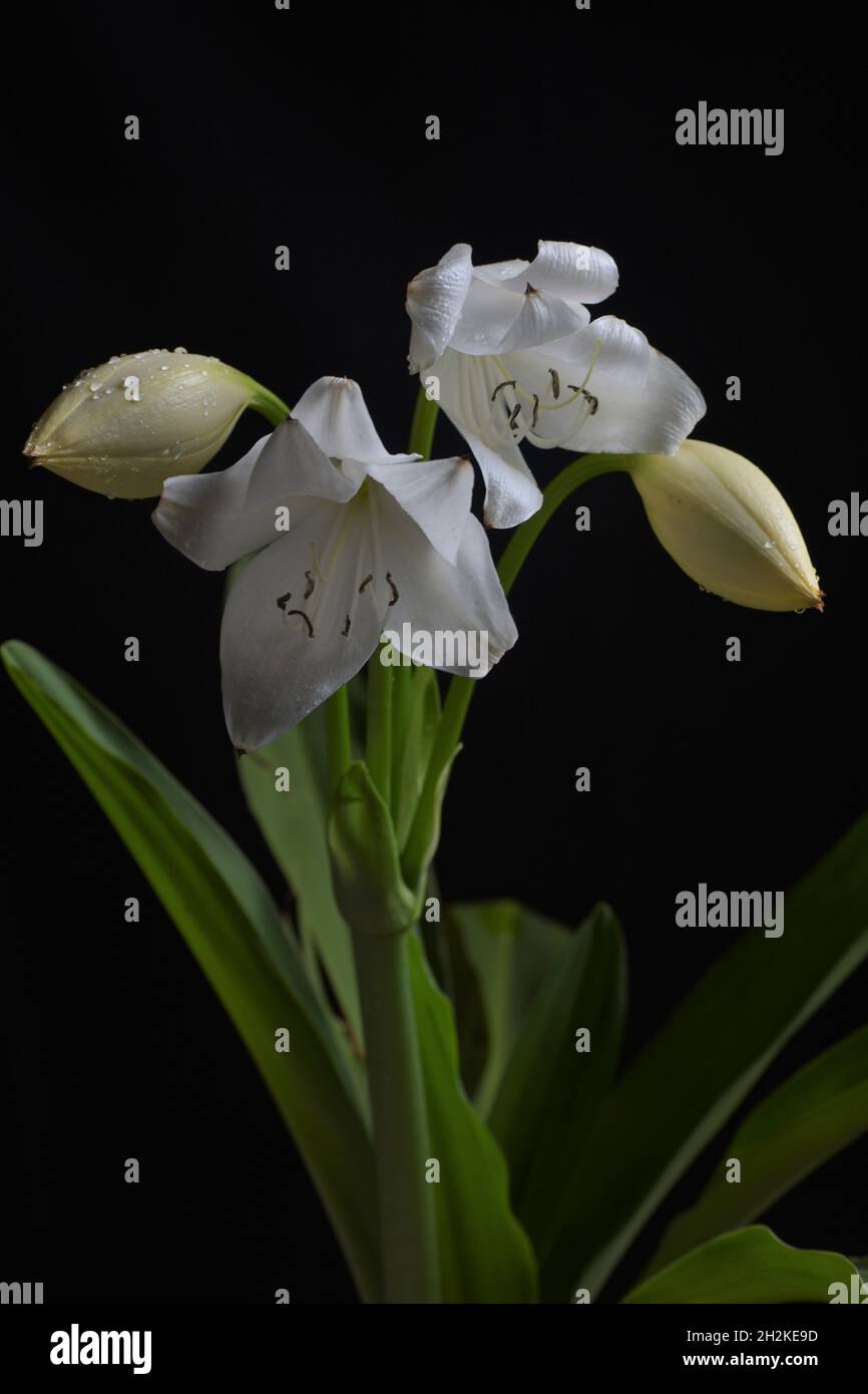 Foto giglio crinum bianco Foto Stock