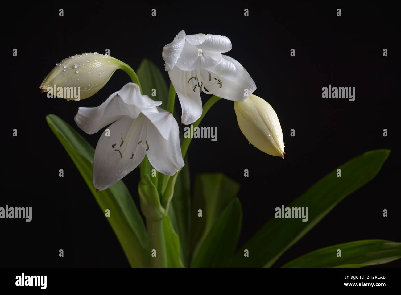 Foto giglio crinum bianco Foto Stock