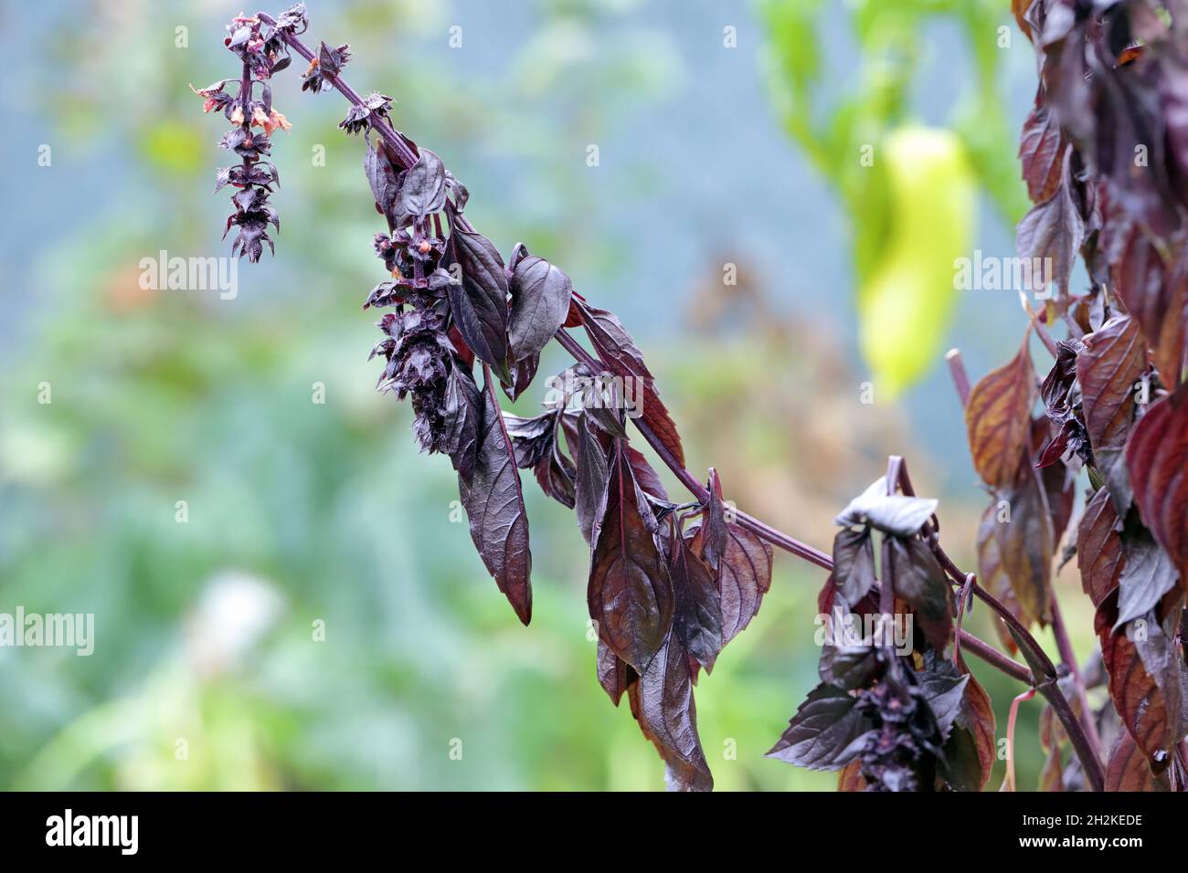 La varietà viola di basilico appassito dopo il gelo. Foto Stock