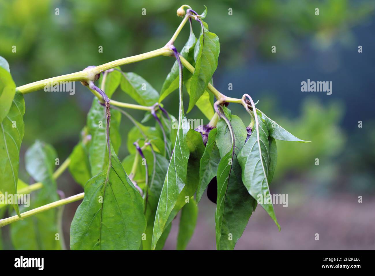 il peperone lascia appassito dopo il gelo . Foto Stock