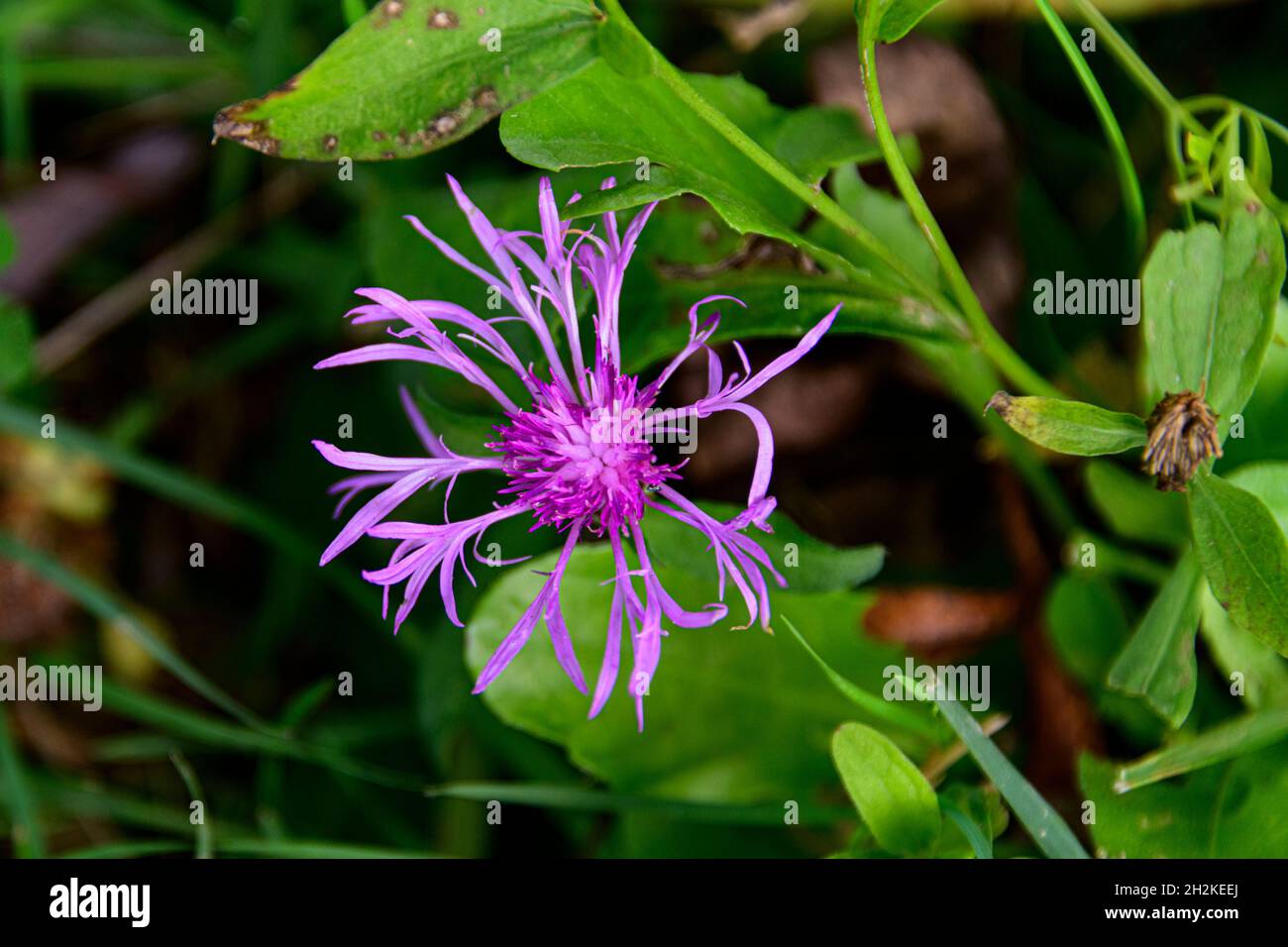 Fioritura inginocchiata sul sentiero della foresta autunnale Foto Stock