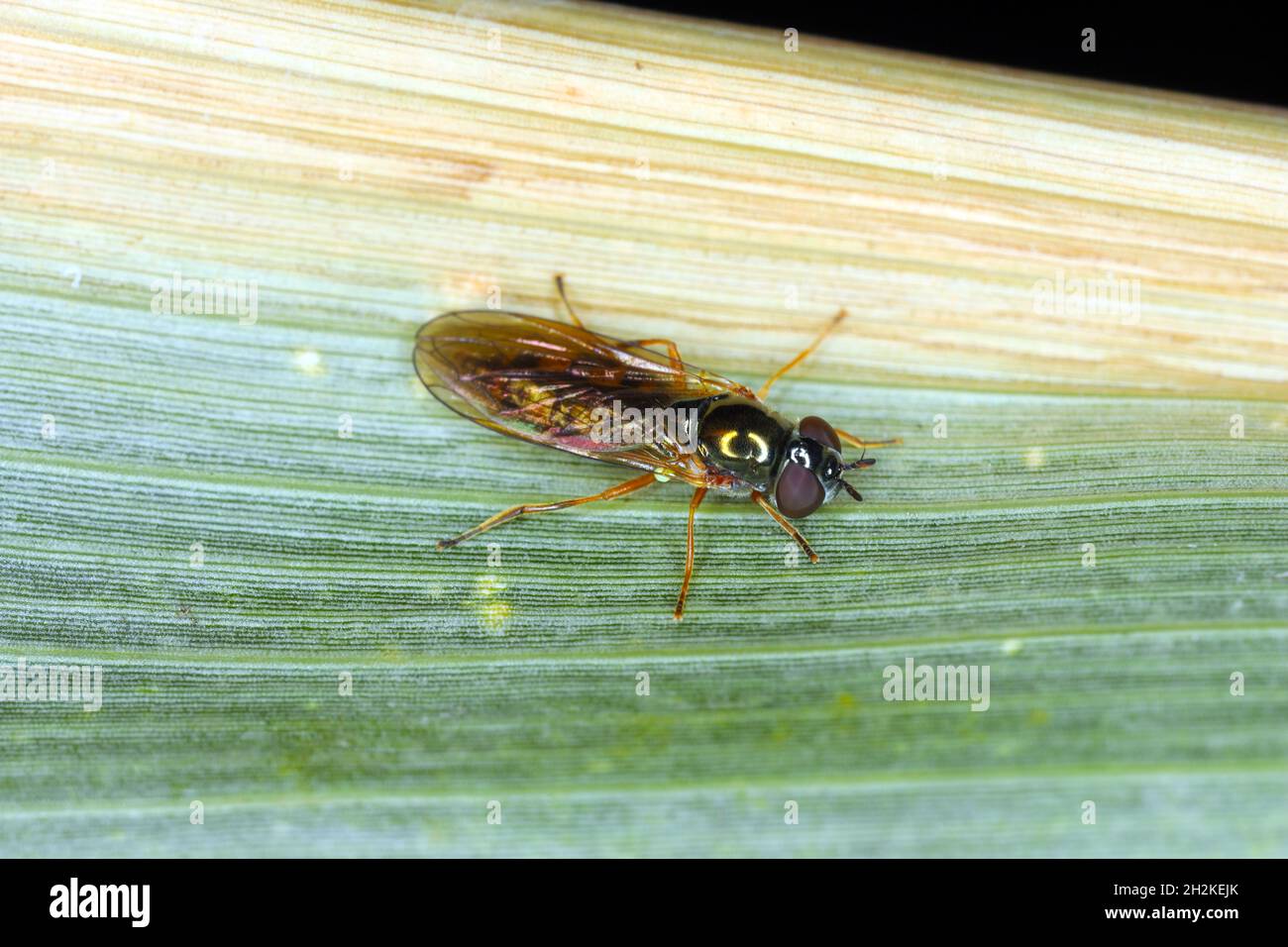 Hoverflie, chiamato anche mosche di fiori o mosche di sciroppo, compongono la famiglia di insetti Syrphidae. Foto Stock