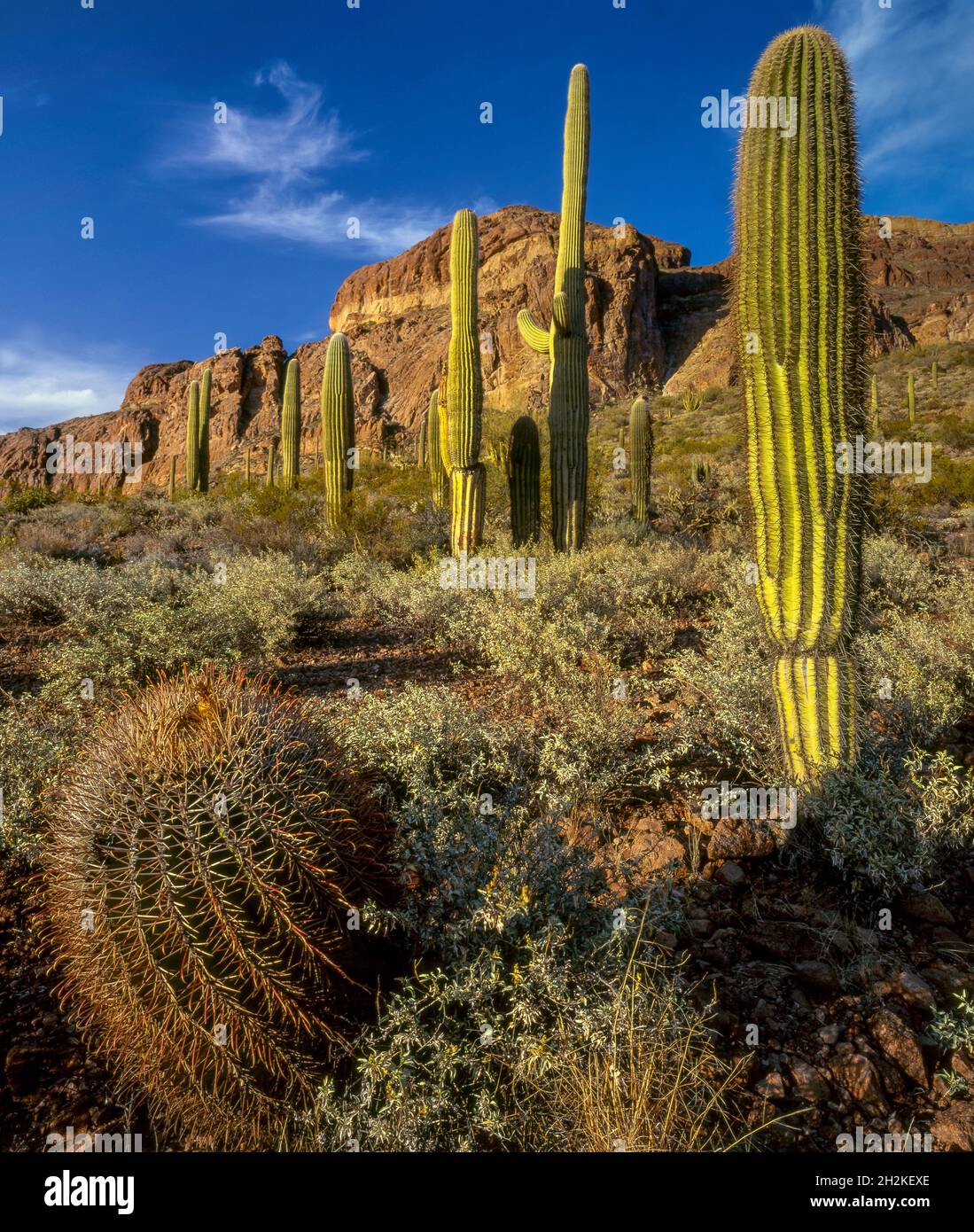 Barrel Cactus, Saguaro Cactus, Ajo Mountain, Organ Pipe Cactus National Monument, Arizona Foto Stock