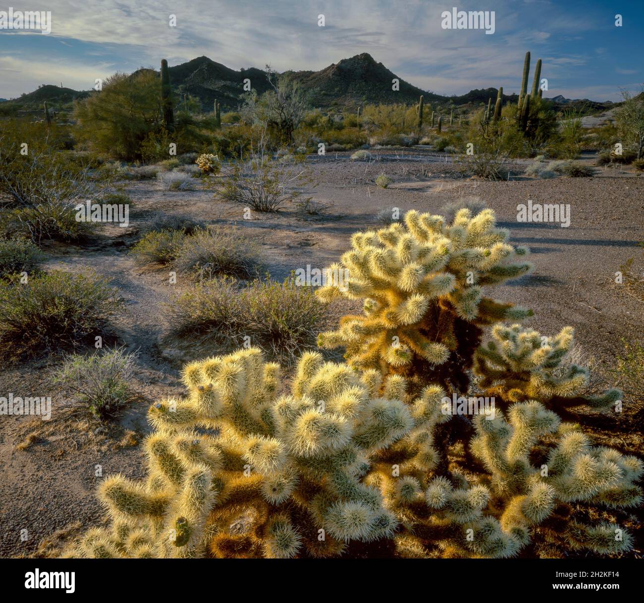 Teddy Bear Cholla, Cabeza Prieta National Wildlife Refuge, Organ Pipe Cactus National Monument, Arizona Foto Stock