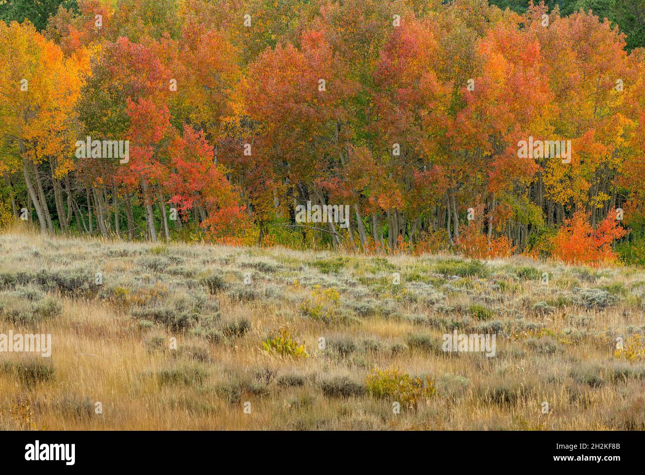 Aspen, Populus Tremula, Conway Summit, Inyo National Forest, Sierra orientale, California Foto Stock