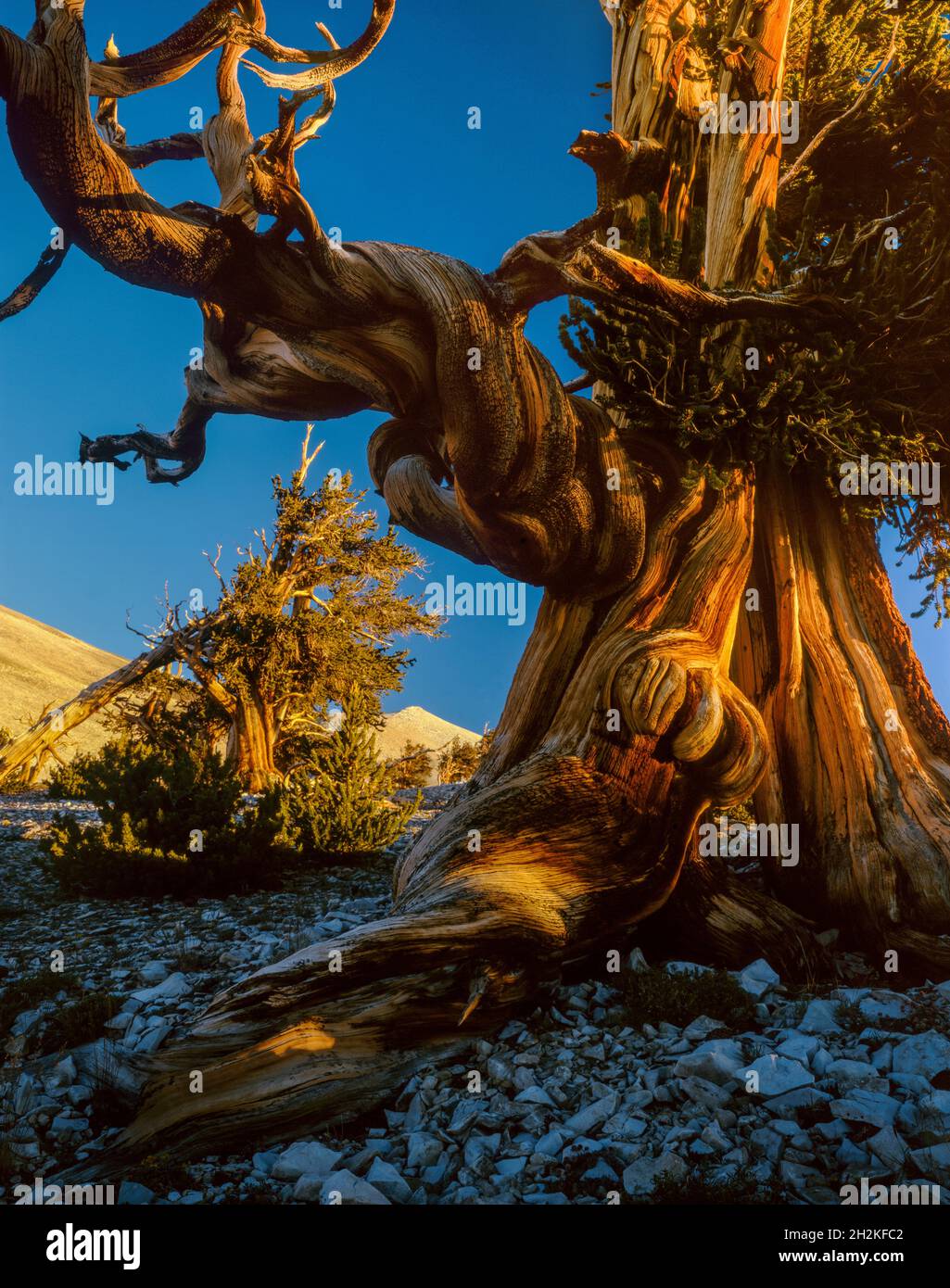 Beirlepone Pine, White Mountains, Inyo National Forest, California Foto Stock