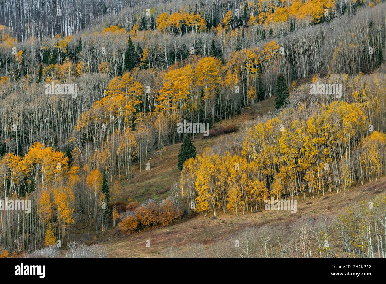 Aspen, Populus Tremula, Engleman Spruce, Picea englemanii, Dixie National Forest, Utah Foto Stock