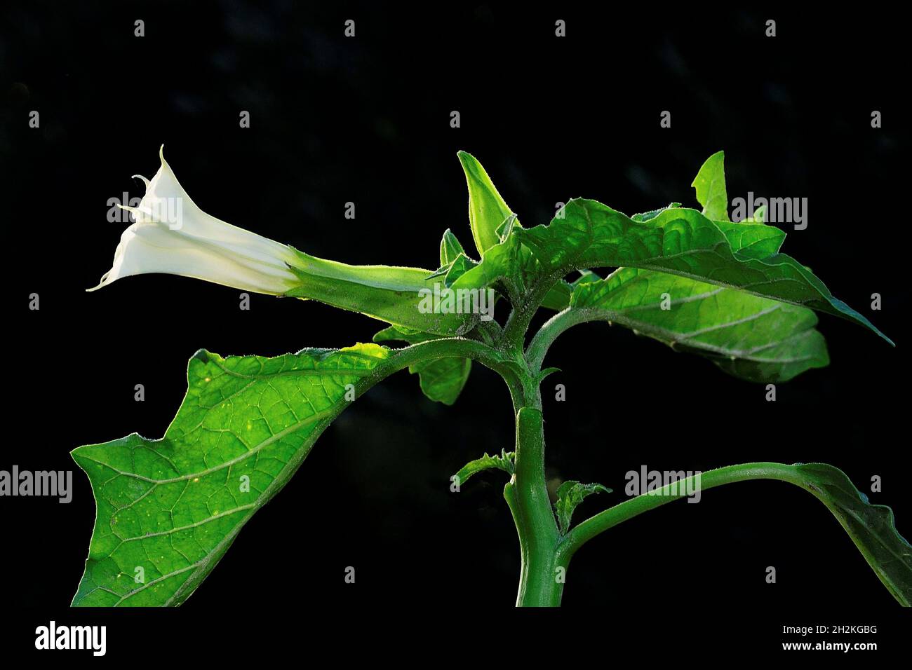 Fiori naturali e selvaggi - Jimson erbaccia. Foto Stock