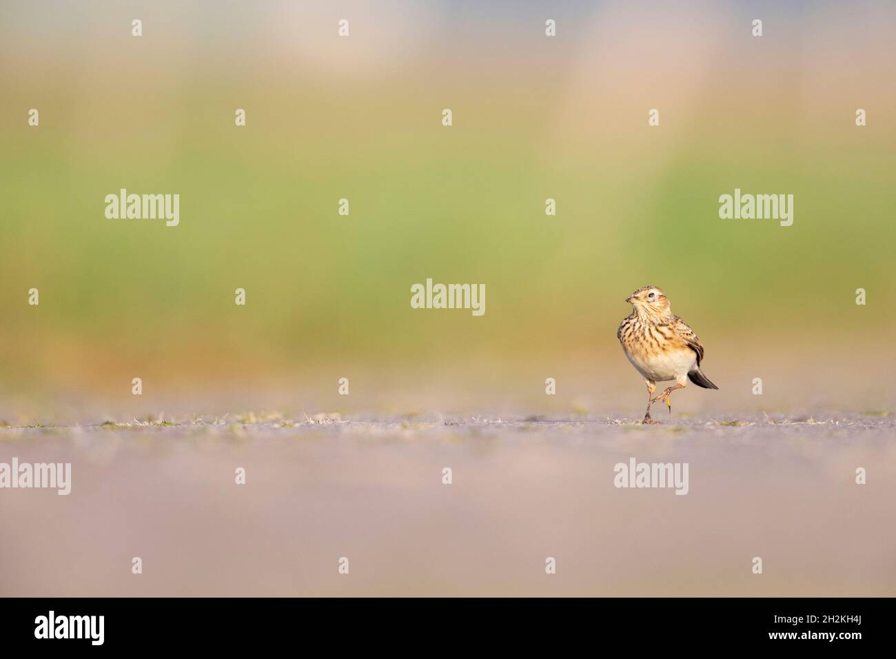 Lo skylark eurasiatico (Alauda arvensis) foraging a terra alla luce del mattino. Foto Stock