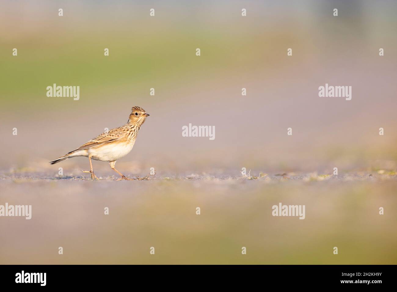 Lo skylark eurasiatico (Alauda arvensis) foraging a terra alla luce del mattino. Foto Stock