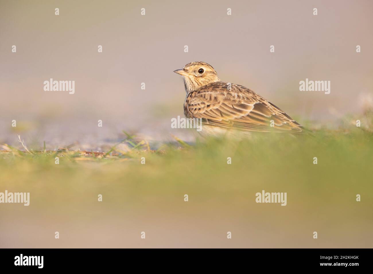 Lo skylark eurasiatico (Alauda arvensis) foraging a terra alla luce del mattino. Foto Stock