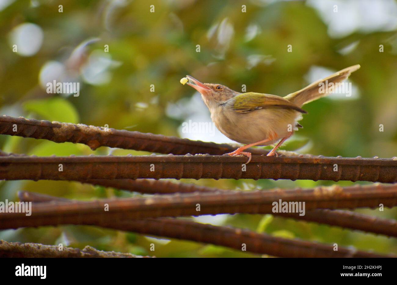 Comune sarto uccello, uno dei cantanti uccello Foto Stock