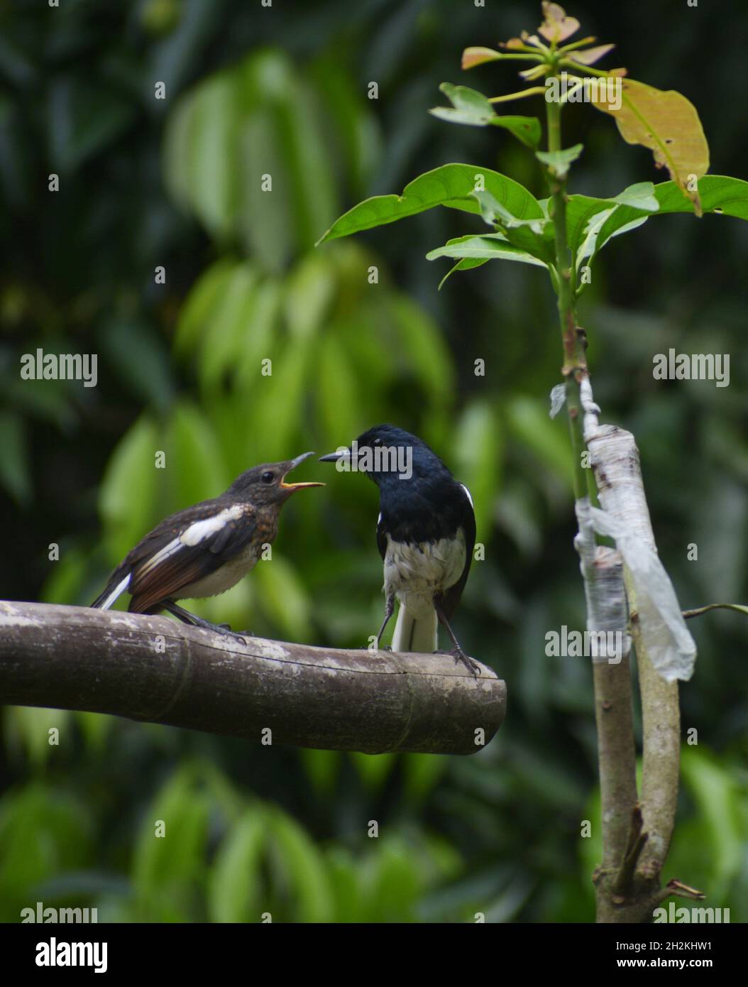 Magpie robin foto Foto Stock