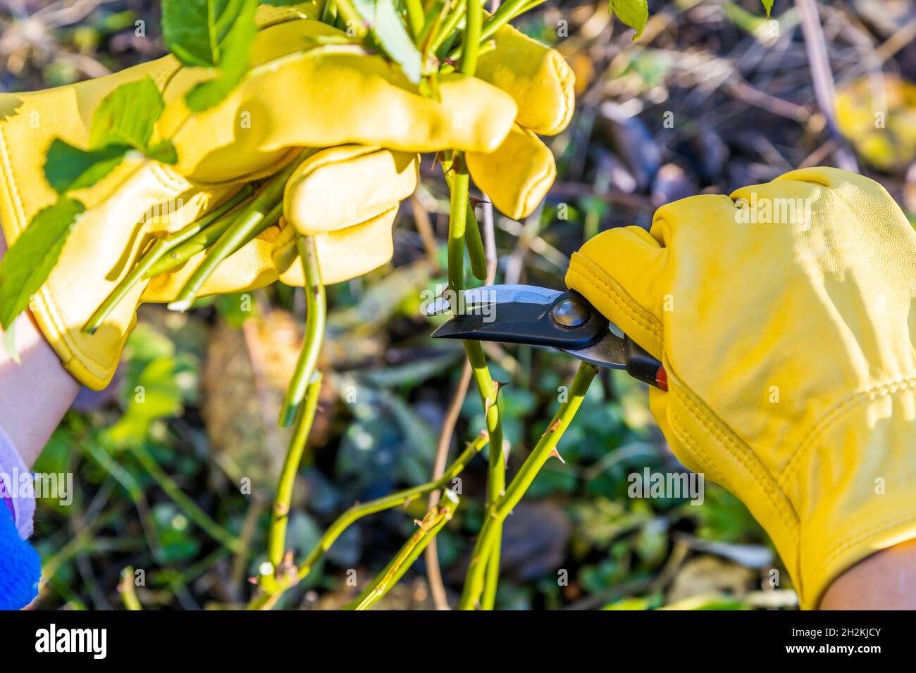 Potatura cespugli di rosa in autunno. La potatrice nelle mani del giardiniere. Foto Stock