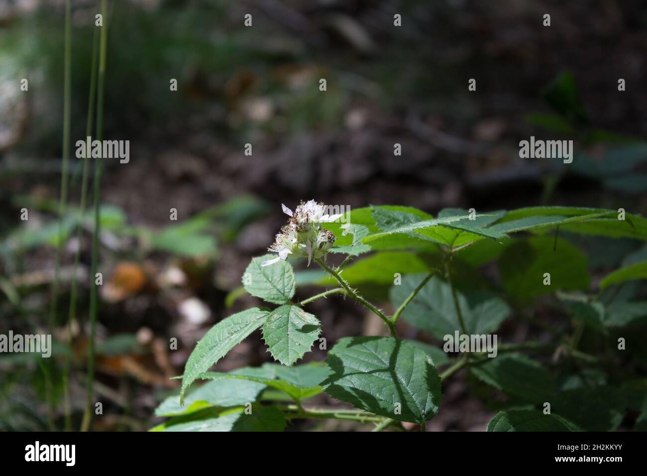 Luce che brilla su una pianta selvaggia, verde, Wildflower, boschi Foto Stock