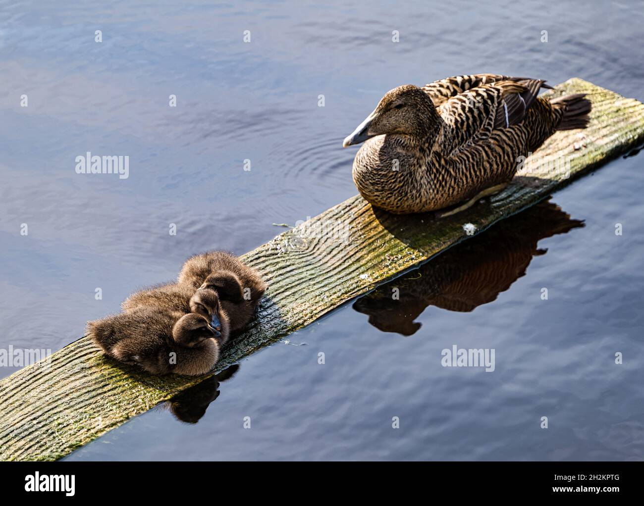 L'anatra di mallardo femmina che riposa su un asse di legno guarda sopra i suoi anatroccoli dormiente, acqua del fiume Leith, Edimburgo, Scozia, Regno Unito Foto Stock