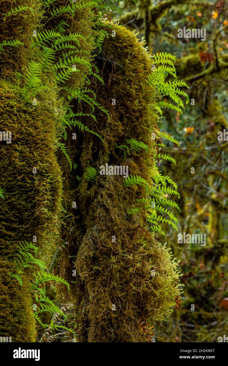 Licorice Fern, Polypodium glycyrrrrhiza, in crescita su Bigleaf Maple a scala, Olympic National Park, Washington state, USA Foto Stock