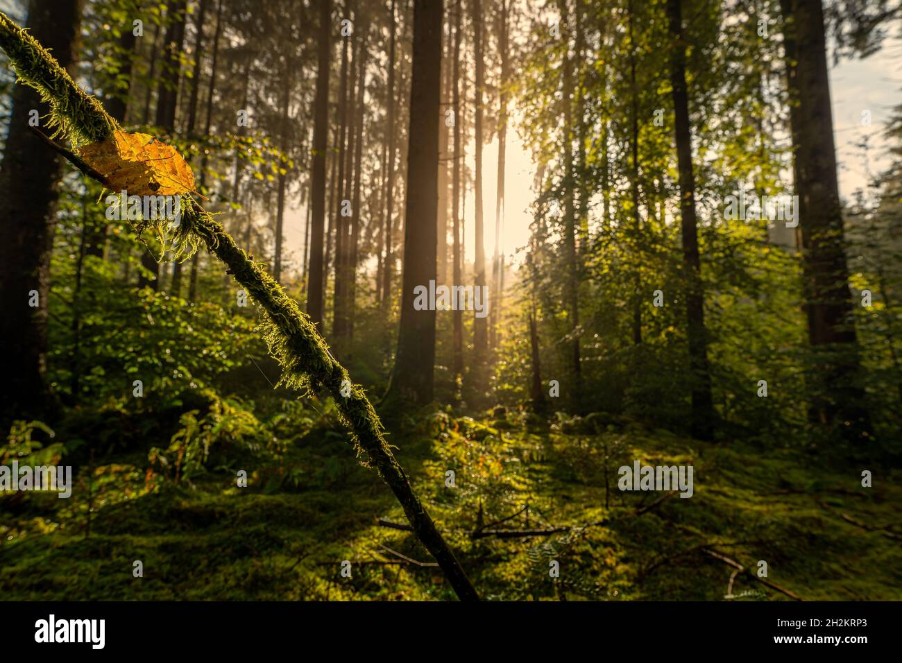 Il sole luminoso splende nella foresta con una forma speciale del cuore in una foglia come concetto per l'amore della stagione autunnale. Foto Stock