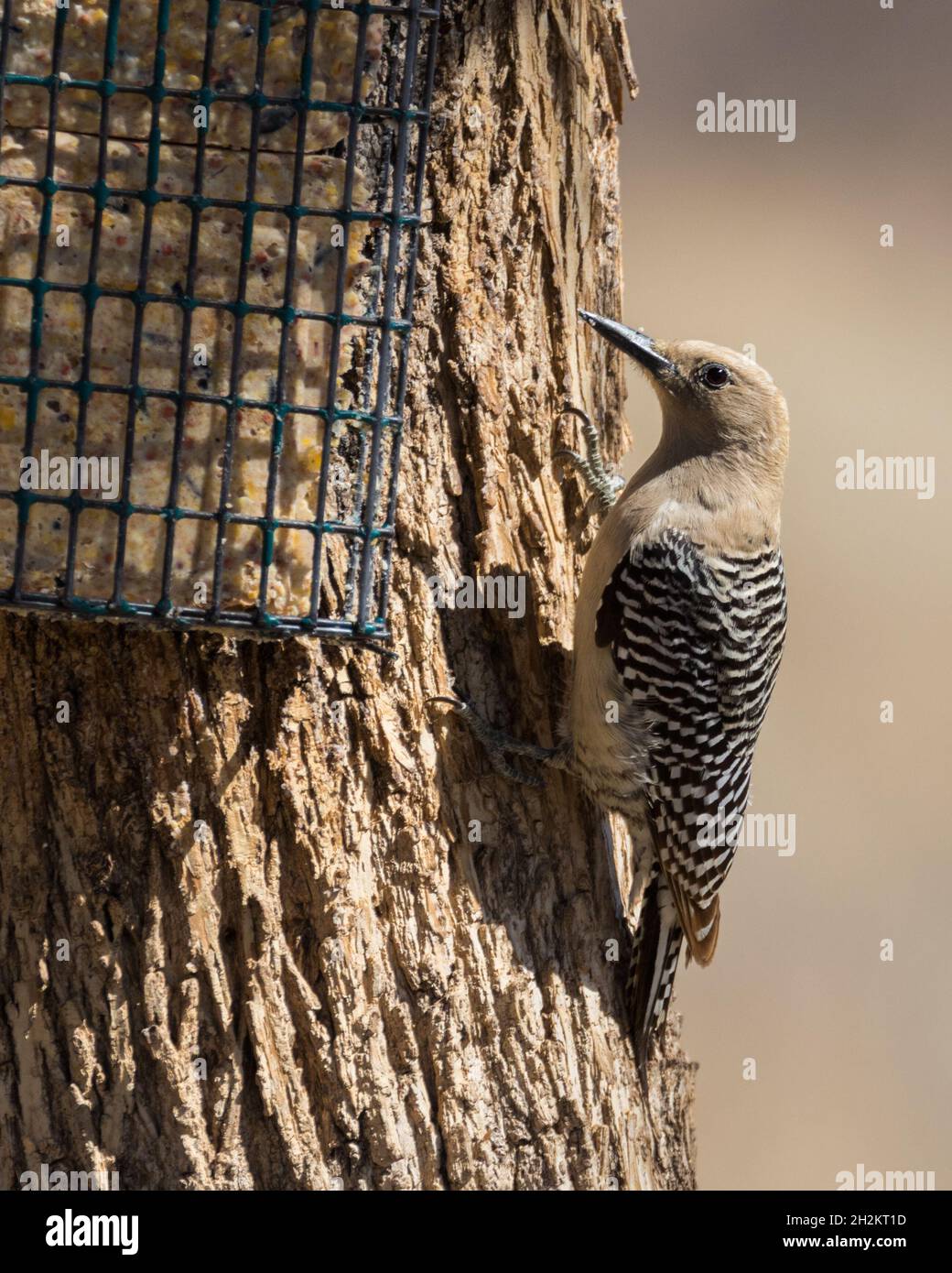 Una femmina Gila Woodpecker in Arizona Foto Stock