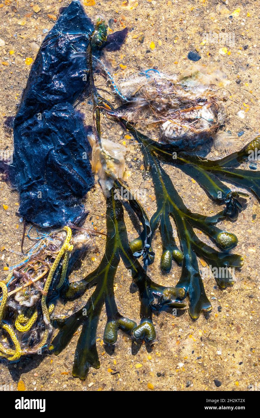 Flotsam e Jetsam si sono bagnati sulla spiaggia di Whitstable Foto Stock