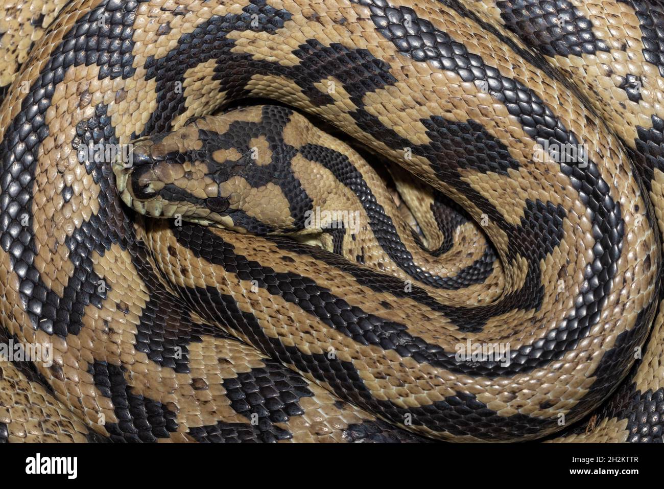 Australian Jungle Carpet Snake arricciato Foto Stock