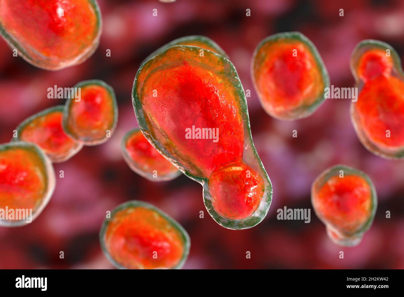 Fungo Cryptococcus neoformans, illustrazione Foto Stock