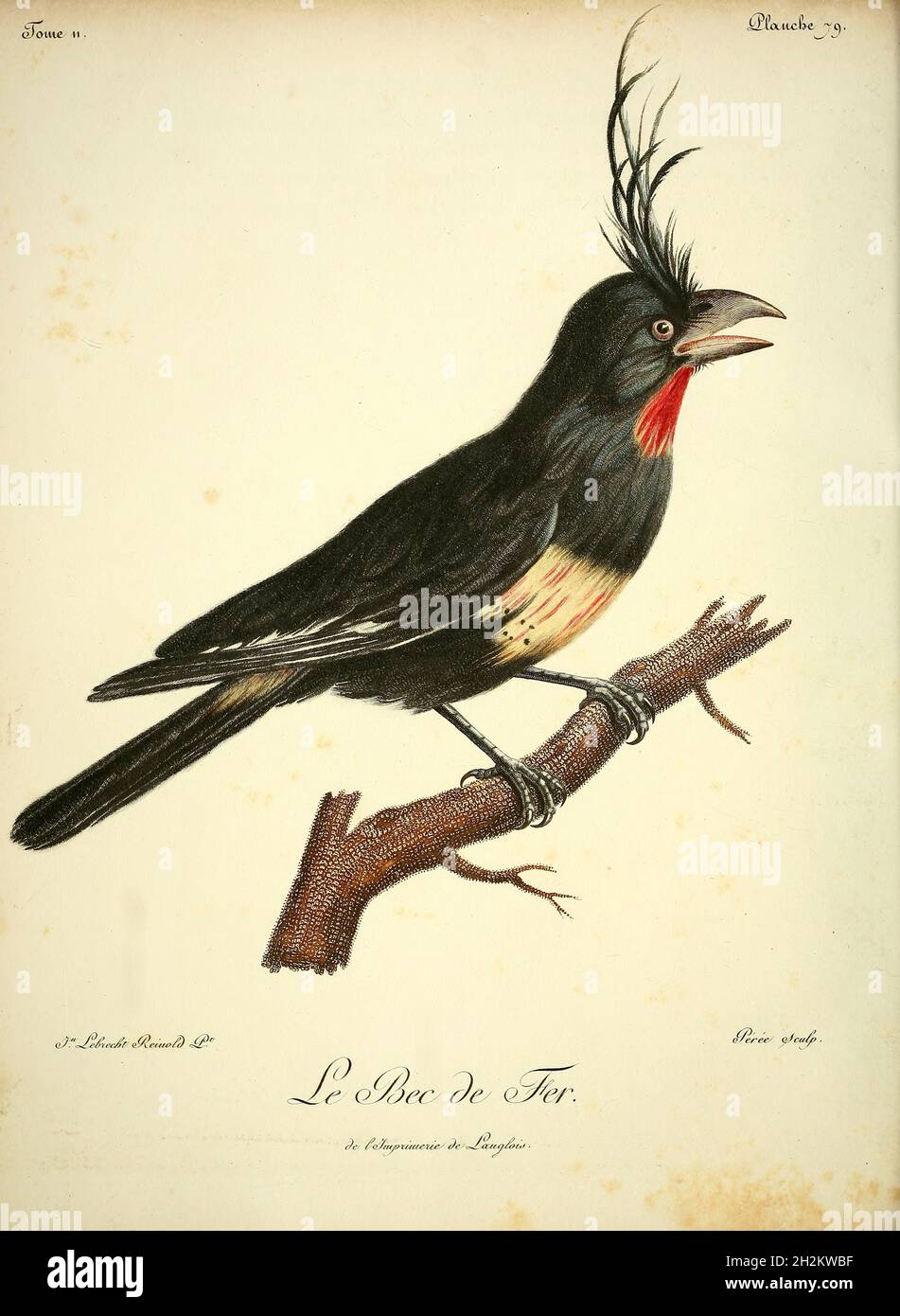Uccello immaginario, illustrazione del XVIII secolo Foto Stock