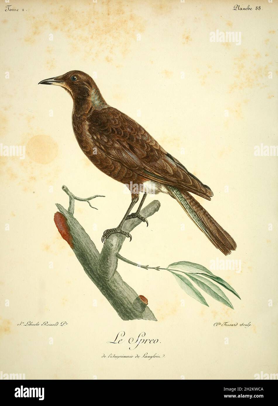 Starling con sfondo viola, illustrazione del XVIII secolo Foto Stock