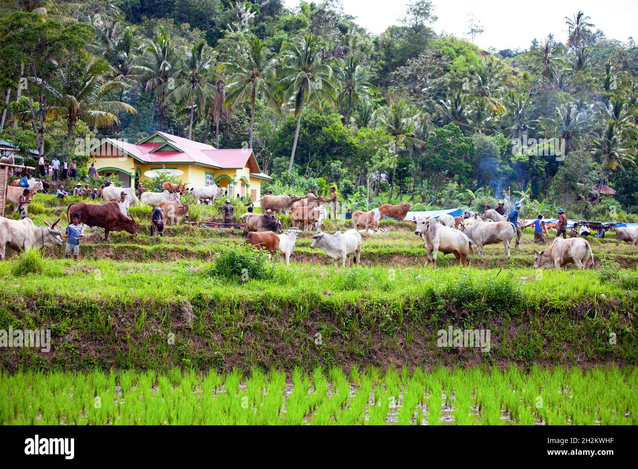 I tori e i loro custodi al PACU Jawi bull corse evento che si svolge nei villaggi di Sumatra occidentale in Indonesia. Foto Stock