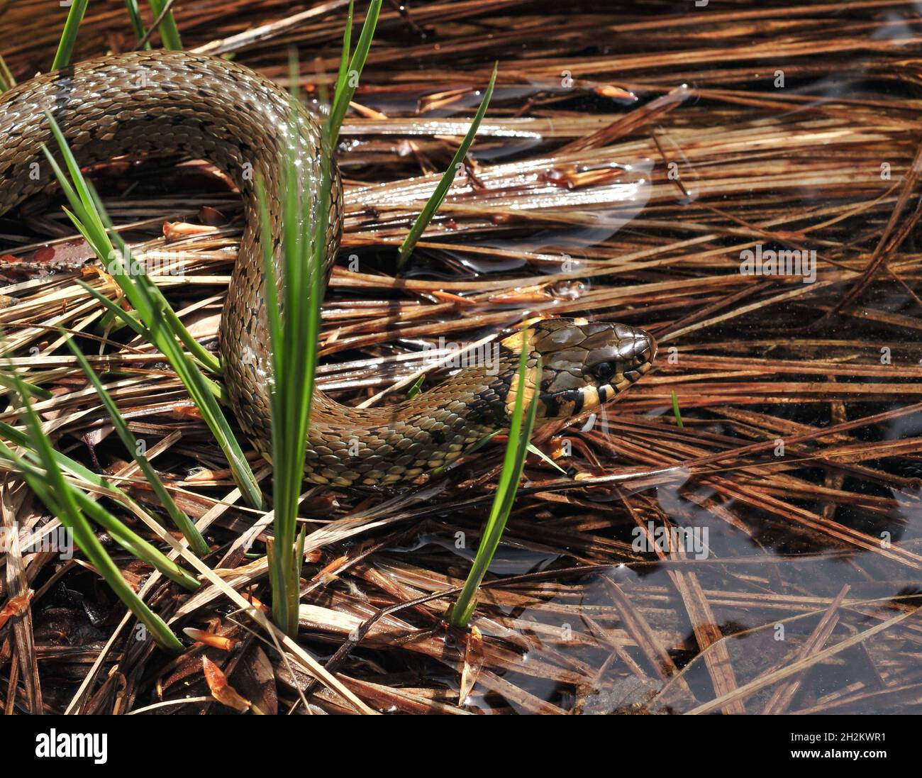 Primo piano di un serpente acquatico anellato Foto stock - Alamy