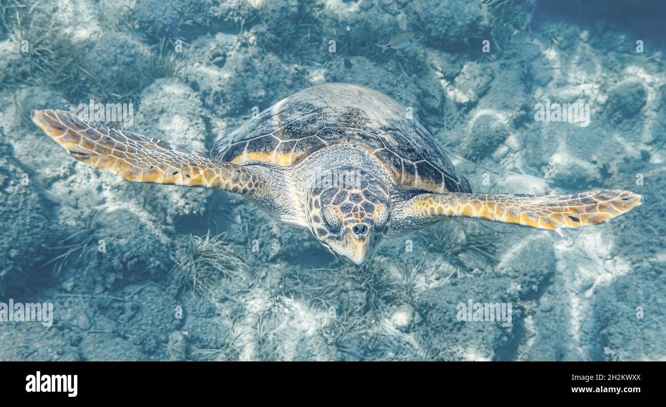 Caretta Caretta tartartaruga da Zante, Grecia, vicino alla spiaggia di Laganas per fare un respiro Foto Stock