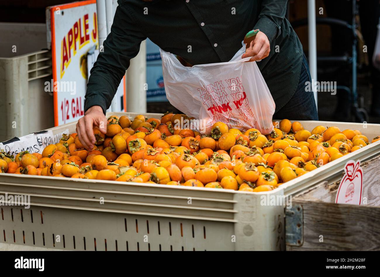 Foto di un uomo che arriva per scegliere i persimmons gialli in una scatola in una fattoria nelle montagne della Sierra Nevada. Foto Stock