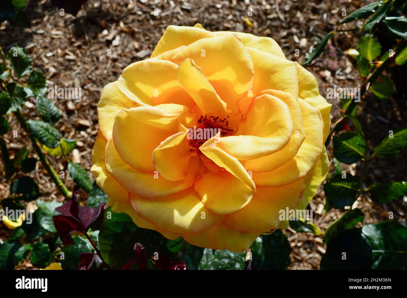 Sundance è una bella rosa di tè giallo ibrido Foto Stock