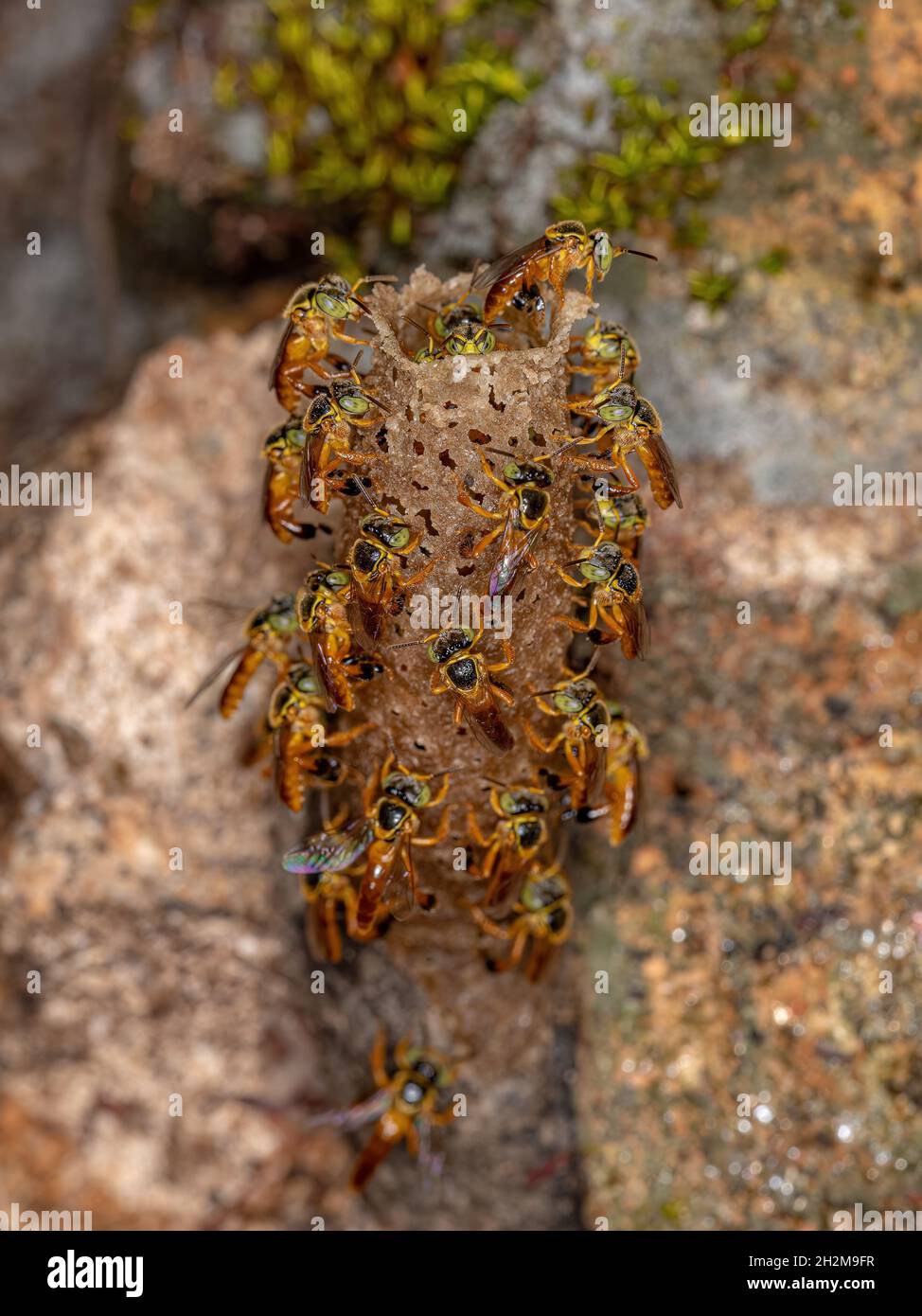 Api Jatai adulte della specie Tetragonisca angustula con fuoco selettivo Foto Stock